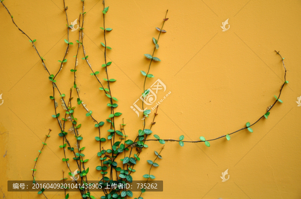 爬山虎
