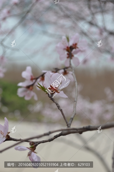 桃花