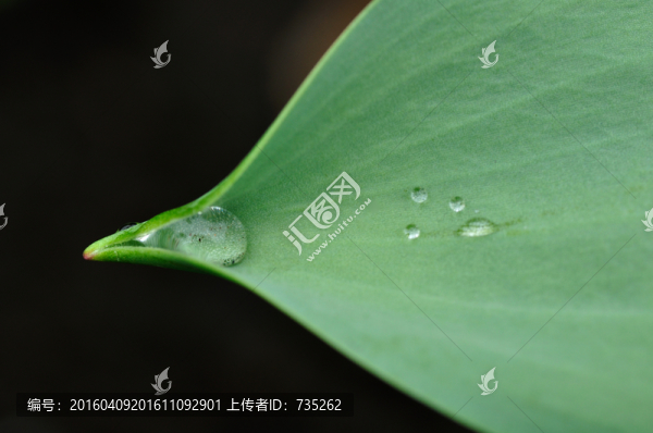 葉子上的水珠