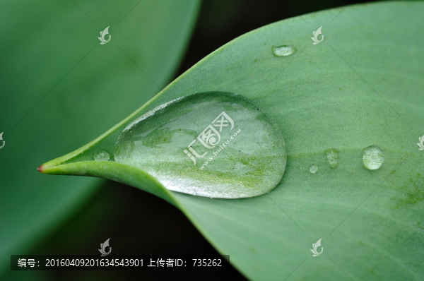 葉子上的水珠