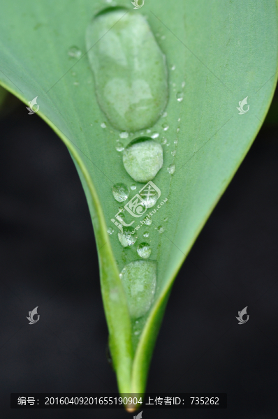 葉子上的水珠