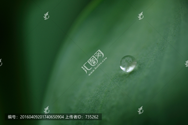 葉子上的水珠