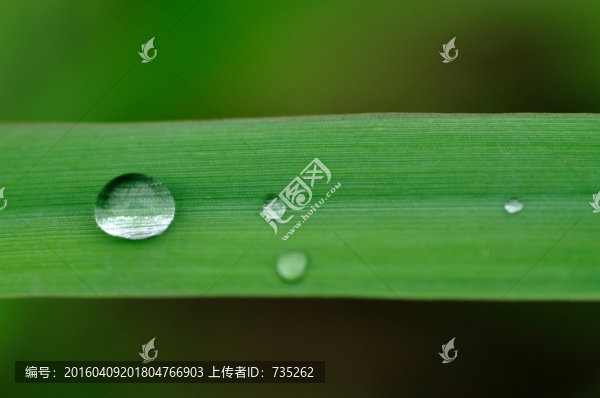 葉子上的水珠