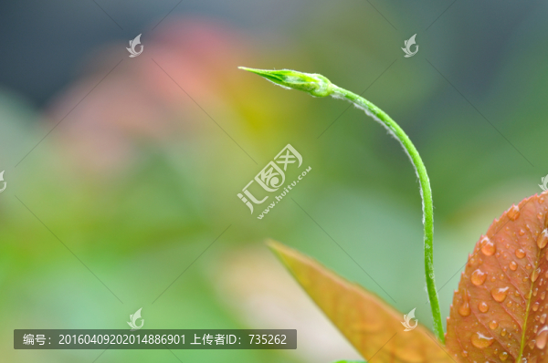春天的嫩芽