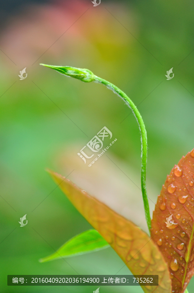 春天的嫩芽