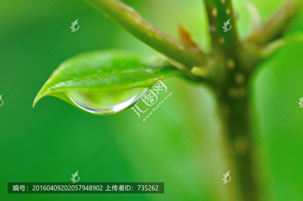 葉子上的水珠