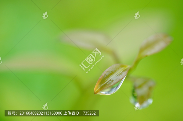 葉子上的水珠