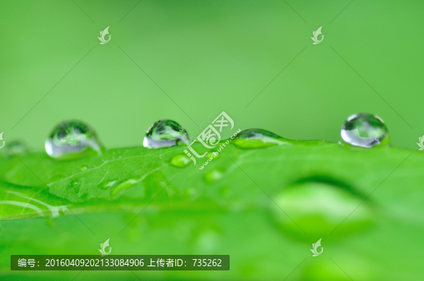 葉子上的水珠