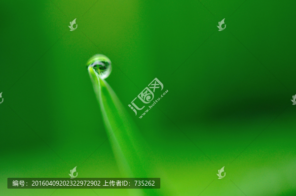 葉子上的水珠