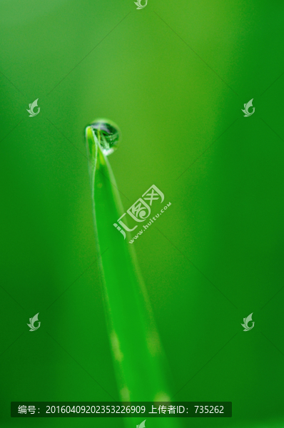 葉子上的水珠