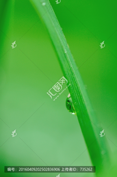 葉子上的水珠
