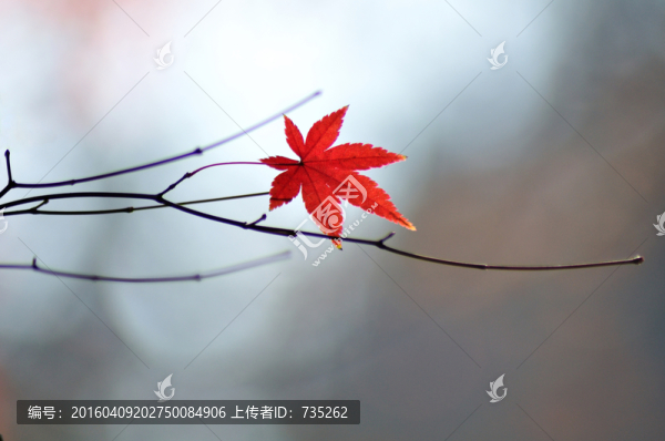 秋天的楓葉