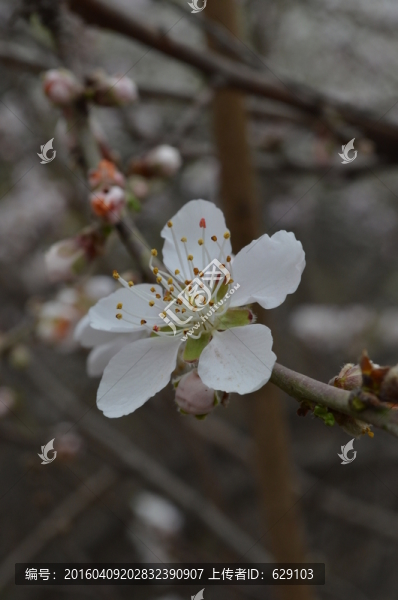 桃花