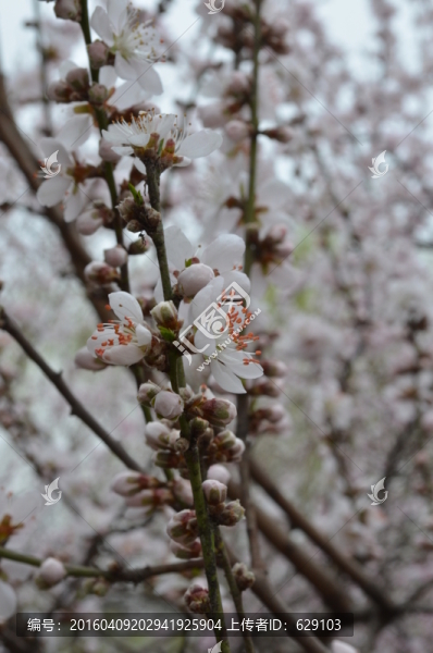 桃花