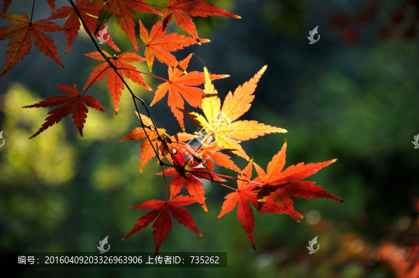 秋天的楓葉