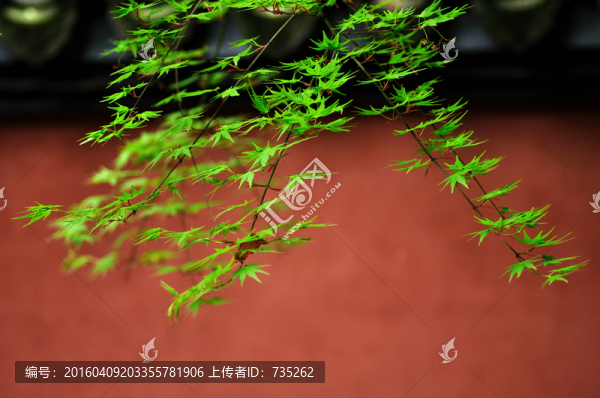 楓樹