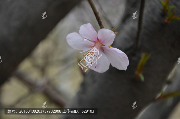 桃花