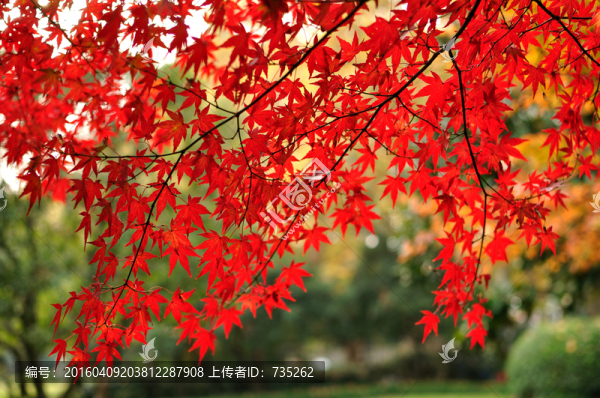 楓樹(shù)