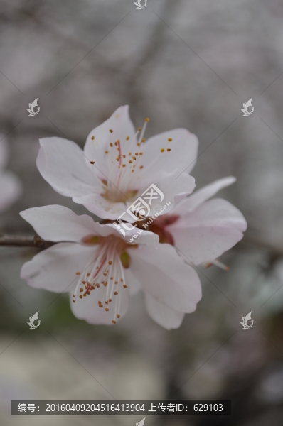 桃花