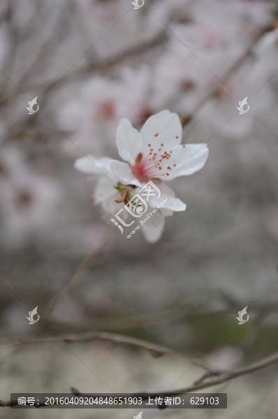 桃花
