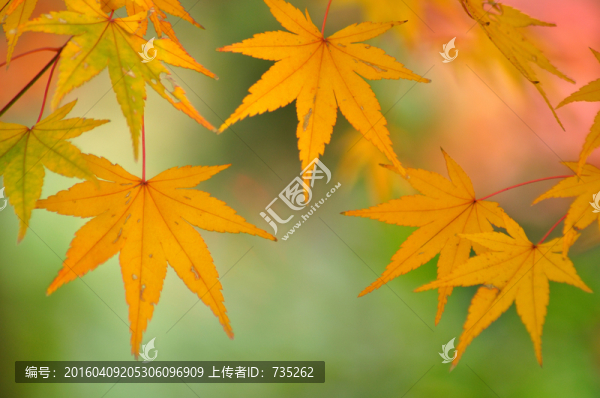 楓樹