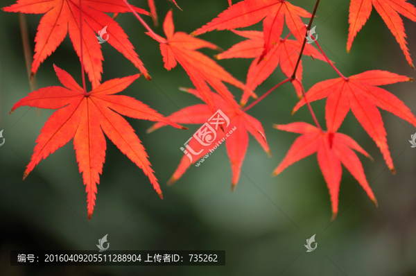 楓葉