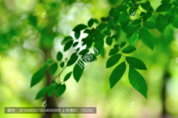 春天的樹葉