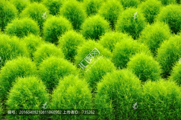 小絨松