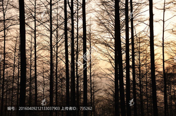 水杉林