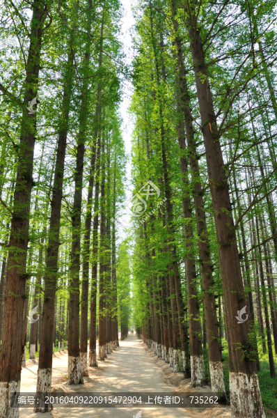 水杉林