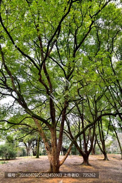香樟樹