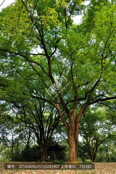 香樟樹(shù)