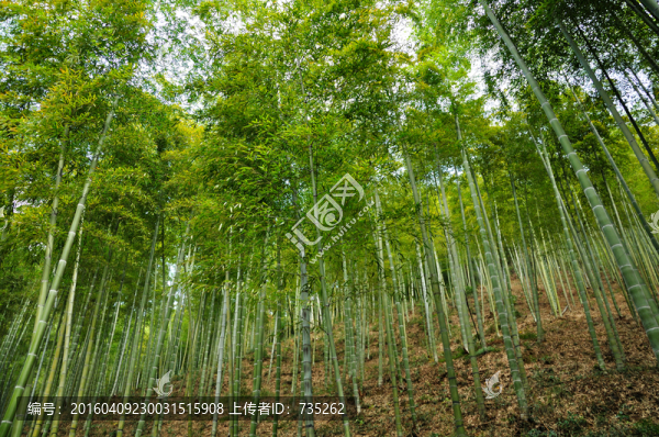 竹林