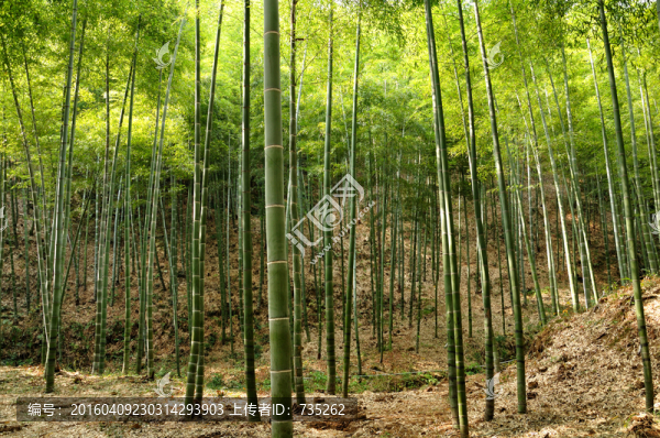 竹林