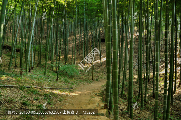 竹林