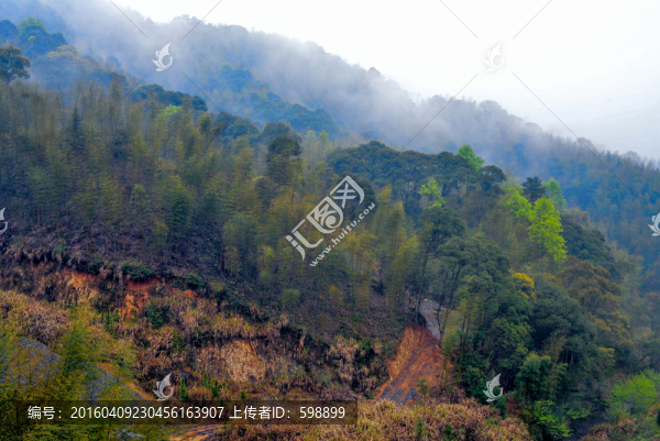 遠(yuǎn)山竹林
