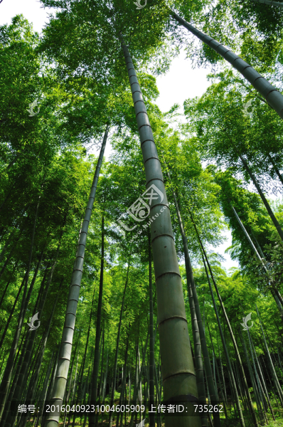 竹林