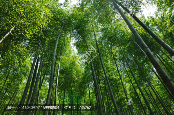 竹林