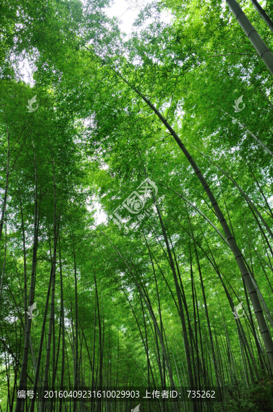 竹林