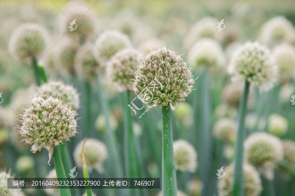 大蔥開花