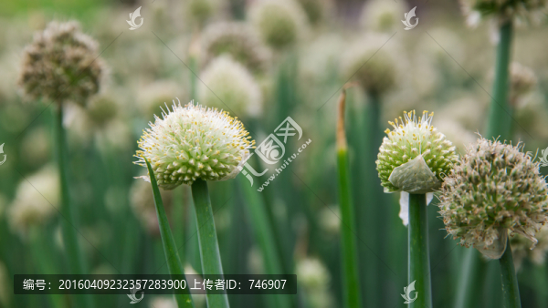 大蔥開花