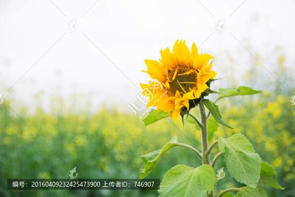 向日葵