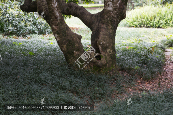 荔枝古樹