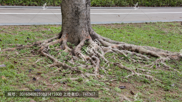 樹根部