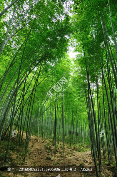 竹林