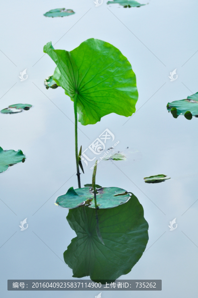 荷葉