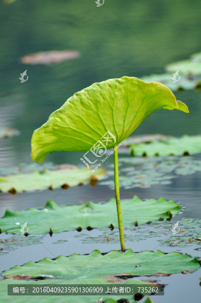 荷葉