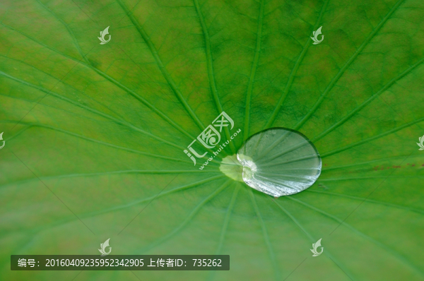 荷葉上的水珠