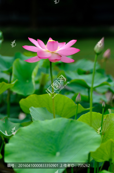 荷花
