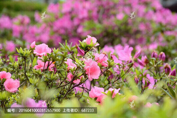 杜娟花